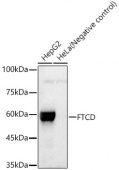 FTCD Rabbit PolymAb® (A23134)