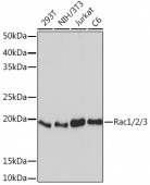 Rac1/2/3 Rabbit mAb (A5080)