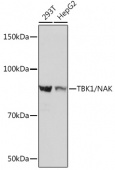 TBK1/NAK Rabbit mAb (A3458)