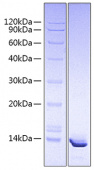 Recombinant Human CXCL10/IP-10 Protein (RP00828)