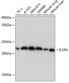 IL1RA Rabbit mAb (A11103)