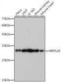 MRPL28 Rabbit mAb (A0452)