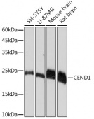CEND1 Rabbit mAb (A5930)
