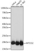MTCO2 Rabbit mAb (A3843)