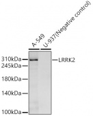 LRRK2 Rabbit mAb (A22759)