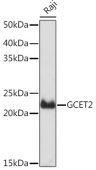 GCET2 Rabbit mAb (A19823)