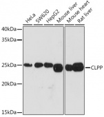 CLPP Rabbit mAb (A3214)