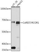 CoREST/RCOR1 Rabbit mAb (A3568)