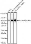 GDF-8/Myostatin Rabbit mAb (A22725)