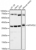 MTHFD2 Rabbit mAb (A22653)