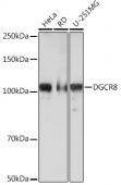 DGCR8 Rabbit mAb (A3977)