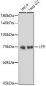 LPP Rabbit mAb (A19226)