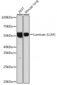 Lumican (LUM) Rabbit mAb (A11593)