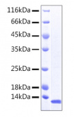 Recombinant Human CXCL1/GRO-alpha Protein (RP00345)