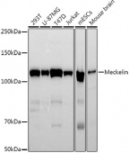 Meckelin Rabbit mAb (A21162)