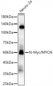 N-Myc/MYCN Rabbit mAb (A22175)