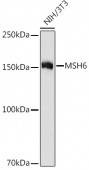 MSH6 Rabbit mAb (A8795)