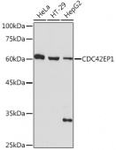 CDC42EP1 Rabbit mAb (A19731)