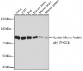 Nuclear Matrix Protein p84 (THOC1) Rabbit mAb (A9269)