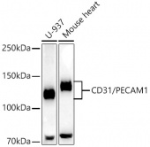 CD31/PECAM1 Rabbit mAb (A4900)