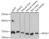 PROK1 Rabbit mAb (A19268)
