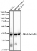 RBMX/hnRNP G Rabbit mAb (A21963)