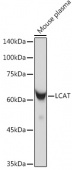 LCAT Rabbit mAb (A19228)
