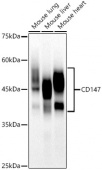 CD147 Rabbit mAb (A21147)