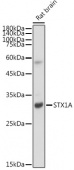 STX1A Rabbit mAb (A19243)