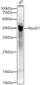 MyoD1 Rabbit mAb (A22059)