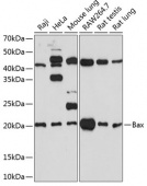 Bax Rabbit mAb (A19684)