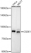 CSDE1 Rabbit mAb (A21127)