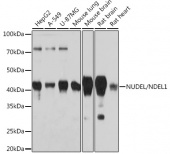NUDEL/NDEL1 Rabbit mAb (A3799)
