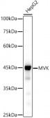 MVK Rabbit mAb (A20906)