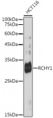 RCHY1 Rabbit mAb (A19287)