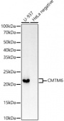 CMTM6 Rabbit mAb (A21292)