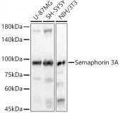 Semaphorin 3A Rabbit mAb (A22204)