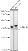 NeuN Rabbit mAb (A19086)
