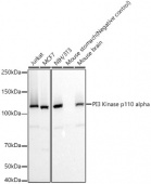 PI3 Kinase p110 alpha Rabbit mAb (A22730)