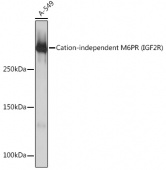 Cation-independent M6PR (IGF2R) Rabbit mAb (A3762)