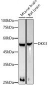 DKK3 Rabbit mAb (A22126)