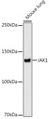 JAK1 Rabbit mAb (A11963)