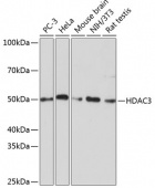 HDAC3 Rabbit mAb (A19537)