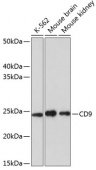 CD9 Rabbit mAb (A19027)