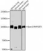 Epac1/RAPGEF3 Rabbit mAb (A4149)