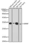 MRRF Rabbit mAb (A2443)
