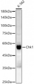 Chk1 Rabbit mAb (A22055)