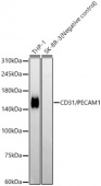 CD31/PECAM1 Rabbit mAb (A19014)