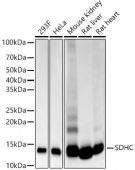 SDHC Rabbit mAb (A22280)