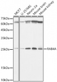RAB4A Rabbit mAb (A3979)